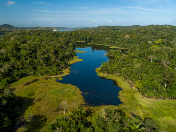 istock Tropical Rainforest in Panama - stock photo 1507387992