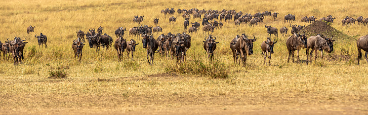 Wildebeest Great Migration at Kenya