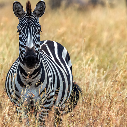 Face to Face with Plains Zebra in Wildlife.