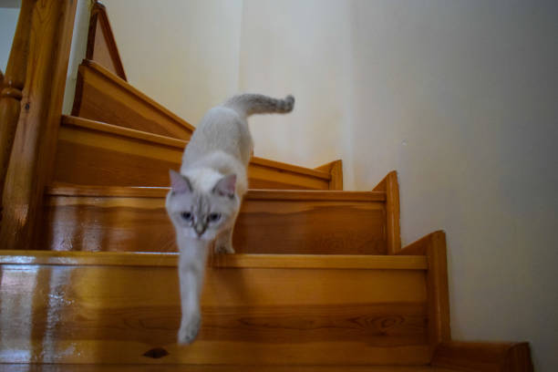The cat licking, pose, sleeping, and running from stairs