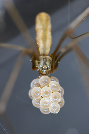 Female cellar spider with egg sac (Pholcus phalangioides). This is a spider often found in homes and apartments.