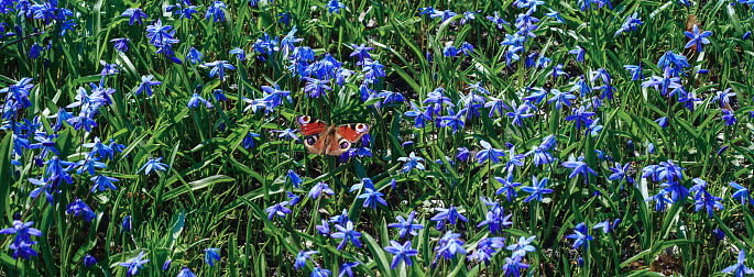 Peacock butterfly on scilla siberia blue flowers spring time season wide horizontal banner