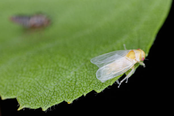 istock A young insect, leafhopper fresh from metamorphosis from a larva. Wings not yet colored and visible moult. Oncopsis on a birch tree. 1507429007