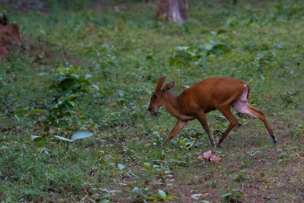 istock a beautiful barking deer spotted in the wild crossing a forest path 1507435967