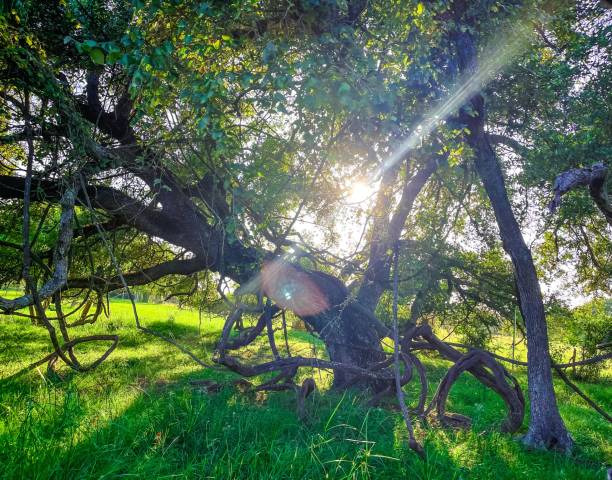istock God’s Country - Let there be light 1507443561