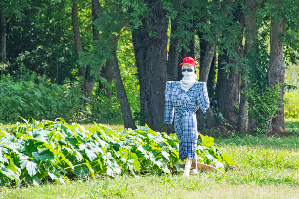 cło przez strażnika - cło zdjęcia i obrazy z banku zdjęć