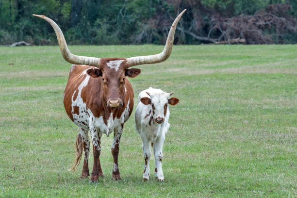 istock Texas Longhorn with Calf 1507446756