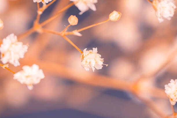 Dried gypsophila flowers macro. Cream Baby's Breath