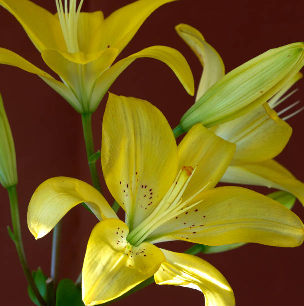 istock lily flower growing on black background 1507462241