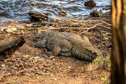an india crocodile seen napping along the river after a meal in the wild in Tadoba national park in maharashtra India