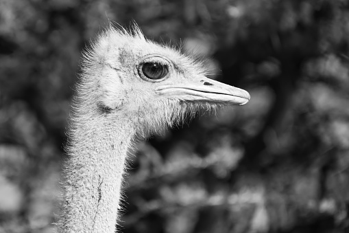 South African Ostrich Portrait in Black and White in Namibia