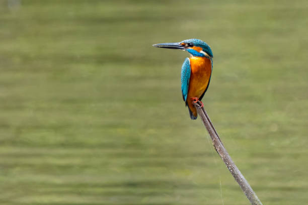 istock Common Kingfisher Looking Uncommonly Beautiful in Taipei Park 1507473261