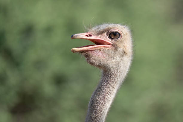 istock South African Ostrich Portrait in Namibia 1507473604