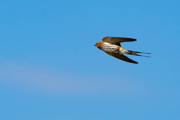 istock Beautiful Lesser Striped Swallow in Flight in Namibia Africa 1507473608