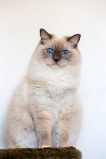 istock Young adult cute Ragdoll cat 1507475271