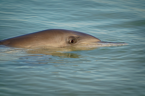 Common or Atlantic bottlenose dolphin - Tursiops truncatus, wide-ranging marine mammal of Delphinidae, the largest species of the beaked dolphins inhabits temperate and tropical oceans.
