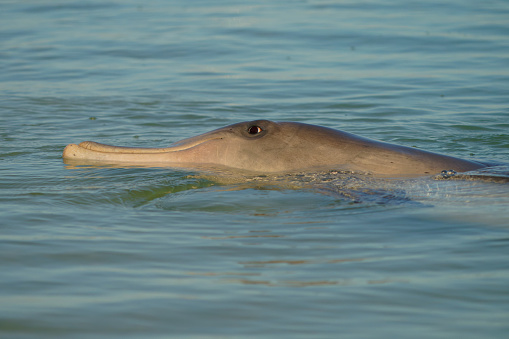 Common or Atlantic bottlenose dolphin - Tursiops truncatus, wide-ranging marine mammal of Delphinidae, the largest species of the beaked dolphins inhabits temperate and tropical oceans.