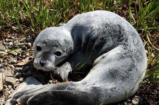 Witness the captivating sight of a baby fur seal as it rests peacefully on the lush green grass in Maine. With its curious open eyes and adorable features, this young seal reminds us of the beauty and vulnerability of nature.