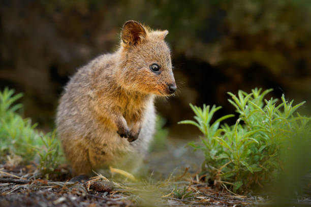 Quokka - Setonix brachyurus small macropod size of domestic cat, Like marsupials kangaroo and wallaby is herbivorous and mainly nocturnal, smaller islands off the coast of Western Australia, cute pet. quokka - setonix brachyurus pequeño tamaño de macrópodo del gato doméstico, al igual que los marsupiales, el canguro y el wallaby son herbívoros y principalmente nocturnos, islas más pequeñas frente a la costa de australia occidental, linda mascota
