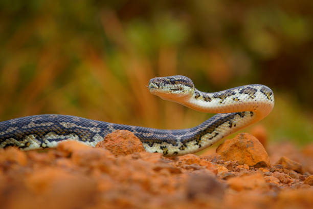 download wallpaper snake, morelia spilota variegata,... 1.300+ Morelia Spilota Variegata fotos de stock, imagens e fotos ...