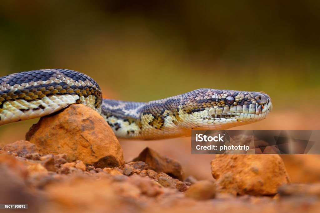 Carpet Python Morelia Spilota Large Snake Of Pythonidae Found In ...