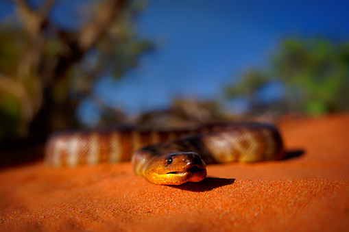 Woma python - Aspidites ramsayi also Ramsay's python, Sand python or Woma, snake on the sandy beach, endemic to Australia, brown and orange with darker striped markings and tongue.