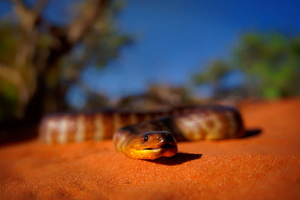 160+ Snake In The Outback Stock Photos, Pictures & Royalty-Free Images ...