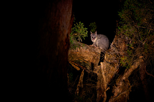 Common Brush-tailed Possum - Trichosurus vulpecula -nocturnal, semi-arboreal marsupial of Australia, introduced to New Zealand. Cute mammal on the tree trunk in the australian forest.