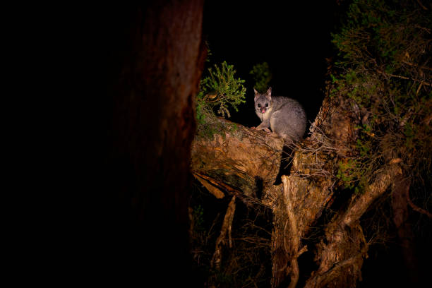 gambá-de-cauda-comum - trichosurus vulpecula - marsupial noturno, semi-arborícola da austrália, introduzido na nova zelândia. mamífero bonito no tronco da árvore na floresta australiana - new zealand fotos - fotografias e filmes do acervo