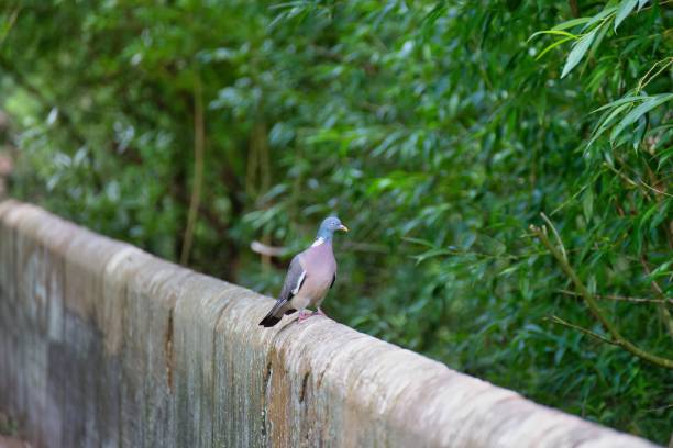 oiseau sur une clôture - chester virginia photos et images de collection