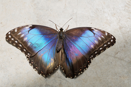 specimens of Peleides blue morpho butterfly, open wings, upperside, Morpho peleides, Nymphalidae