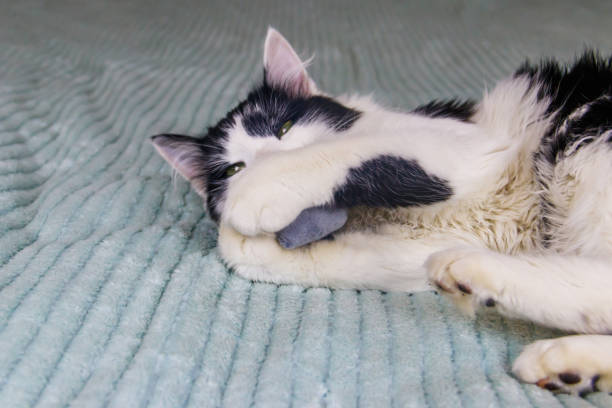 istock Beautiful cat playing with a mouse toy on a bed 1507529911