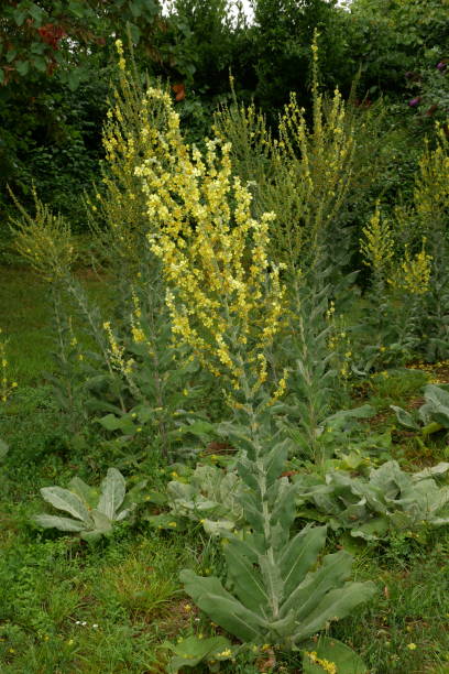 istock Verbascum thapsus, Mullein, Bouillon-blanc 1507550839
