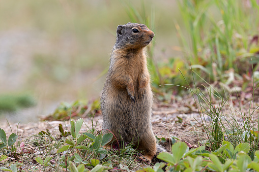 Columbia ground squirrel is standing with the head up and looking, Kananaskis wildlife drive, Canmore, Canada