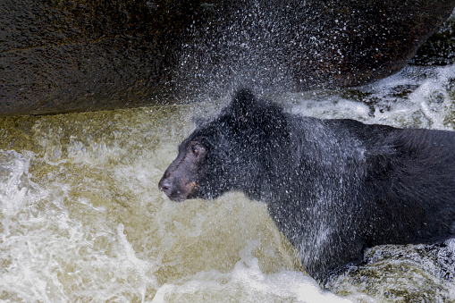 Black bear, hunting for salmon, is standing in wild water and shakes his head, waterdrops are splashing around him, USA, Alaska, Wrangell, Anan Wildlife Observatory