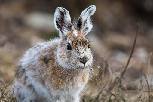 Cute fluffy rabbit, hare. Easter bunny.