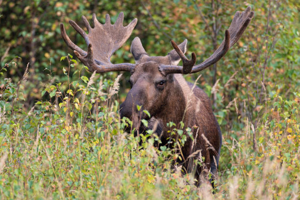 istock Male moose standing between bushes with big antler, USA, Alaska, Eagle River 1507557252