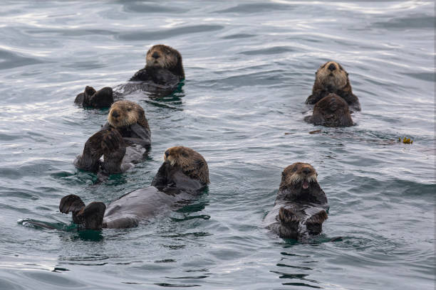 istock Five seaotters lying on their back in water, USA, Alaska, Inside Passage 1507557258