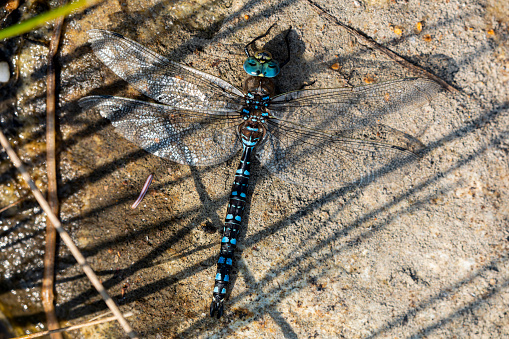Dragon-fly, view from above, blue - black, big, sitting on a rock, wings spreaded out, USA, Kenai Peninsula