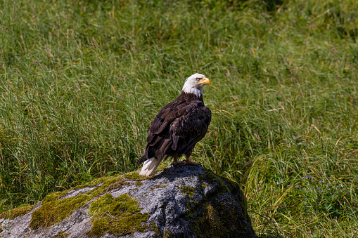 Bald eagle sitting on rock, white head, view right side, looks with the right eye into the camera, USA, Alaska, Anan WIldlife Observatory
