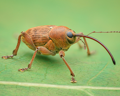 50+ focus stack of a living Acorn weevil standing on a maple leaf