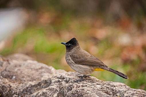 A single Dark-capped Bulbul (Barbatus tricolor) on a blurred beckground in Royal Natal National Park Kwa-Zulu Natal Province South Africa