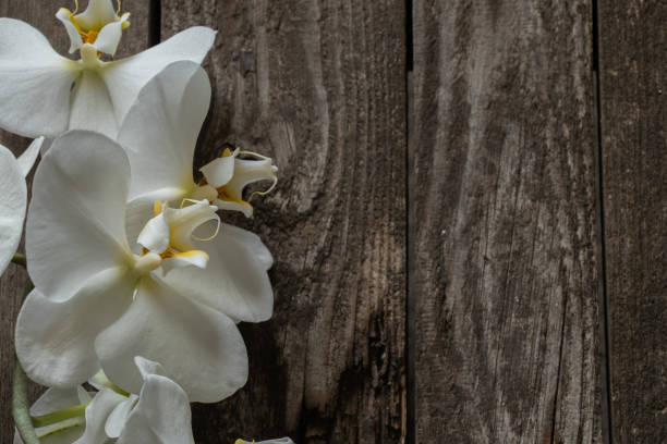 istock white orchid on an old wooden table close up 1507610962