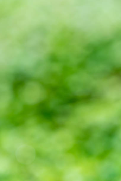 istock Spring background - abstract nature background with green blurred bokeh lights 1507611029