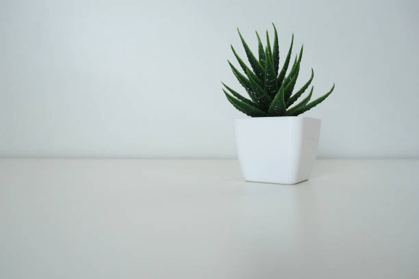 istock Interior decor. Artificial green plant in a white small pot against a white wall. Evergreen imitation of aloe or kalanchoe to decorate an office, room or apartment. 1507612666