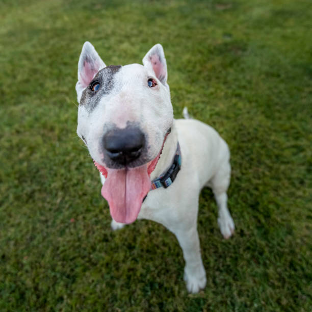 istock Miniature bull terrier looking up at the camera 1507615836