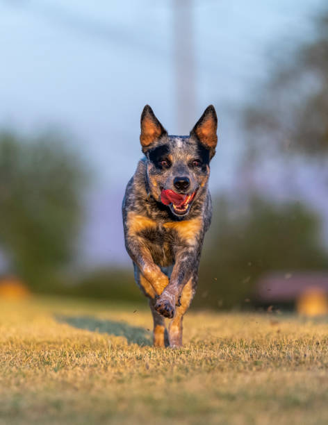 istock Australian Cattle Dog at the park 1507616346
