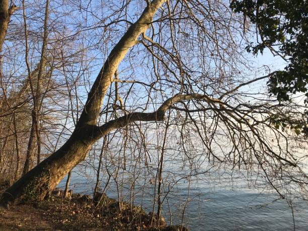 Shores of Lake Leman 2