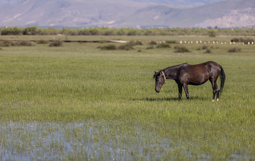 A horse grazing in the meadow.\nLocation : Kayseri - Turkey