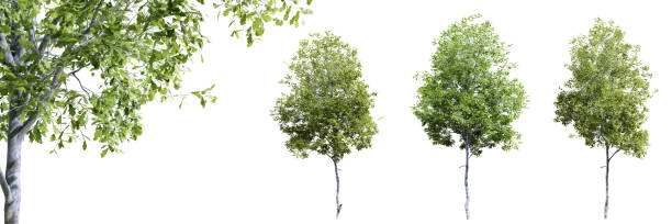 istock Oak trees isolated on white background and selective focus close-up. 3D render. 1507631126